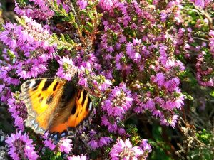 Mam Tor Ridge (the Great Ridge)